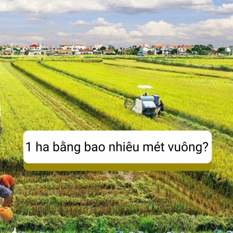 1 hecta bằng bao nhiêu mét vuông