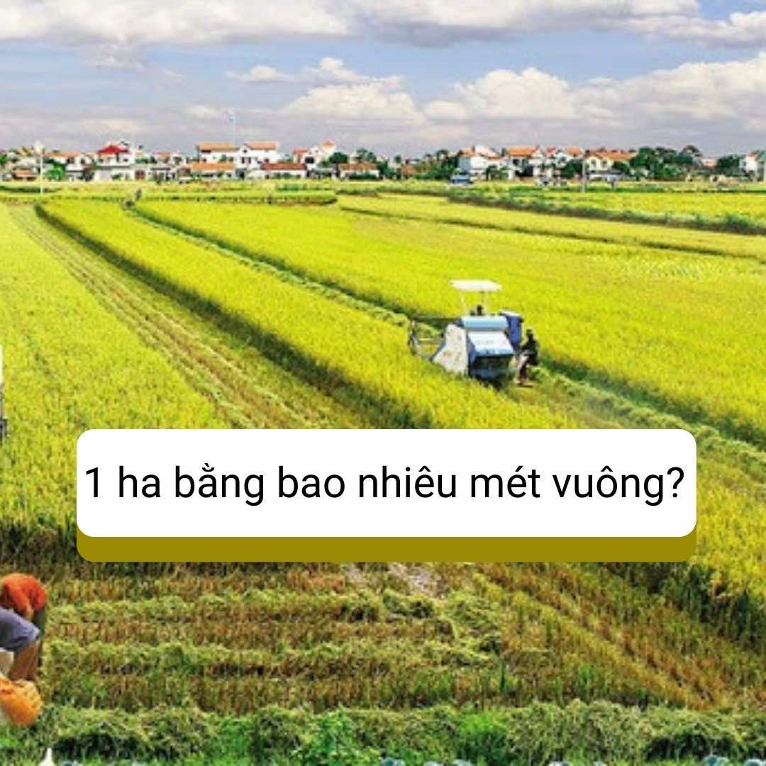 1 hecta bằng bao nhiêu mét vuông